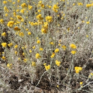 Chrysocephalum apiculatum at Chifley, ACT - 20 Jan 2021