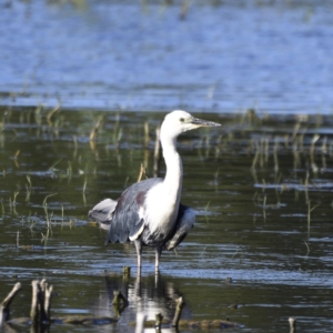 Ardea pacifica at Fyshwick, ACT - 15 Jan 2021