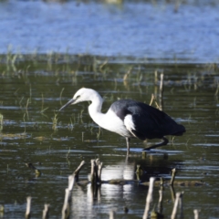 Ardea pacifica at Fyshwick, ACT - 15 Jan 2021