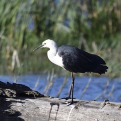 Ardea pacifica at Fyshwick, ACT - 15 Jan 2021