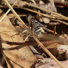 Villa sp. (genus) (Unidentified Villa bee fly) at Albury - 24 Jan 2021 by Kyliegw