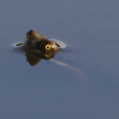 Emydura macquarii (Macquarie Turtle) at Horseshoe Lagoon and West Albury Wetlands - 25 Jan 2021 by KylieWaldon