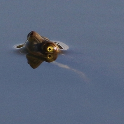 Emydura macquarii (Macquarie Turtle) at Horseshoe Lagoon and West Albury Wetlands - 25 Jan 2021 by KylieWaldon