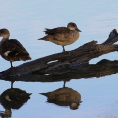 Anas gracilis (Grey Teal) at West Albury, NSW - 24 Jan 2021 by Kyliegw