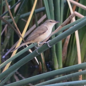 Acrocephalus australis at West Albury, NSW - 25 Jan 2021 07:30 AM