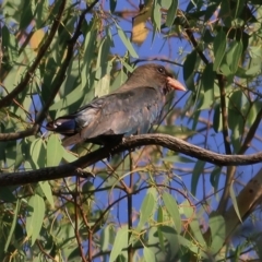 Eurystomus orientalis (Dollarbird) at Kremur Street Boat Ramp - 24 Jan 2021 by Kyliegw