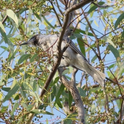 Philemon citreogularis (Little Friarbird) at Kremur Street Boat Ramp - 25 Jan 2021 by KylieWaldon