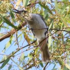 Philemon citreogularis at Albury - 25 Jan 2021 07:30 AM