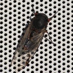 Psaltoda moerens (Redeye cicada) at Albury, NSW - 24 Jan 2021 by Kyliegw