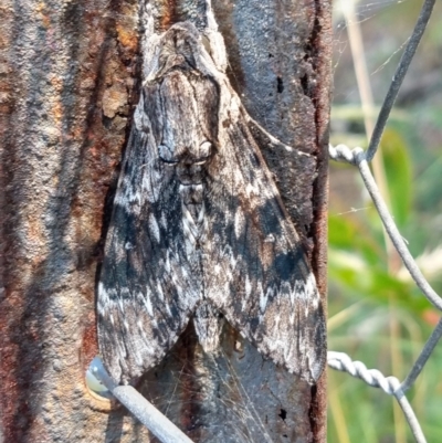 Agrius convolvuli (Convolvulus Hawk Moth) at Surf Beach, NSW - 23 Jan 2021 by LyndalT