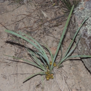 Lomandra bracteata at Conder, ACT - 30 Nov 2020 09:26 PM