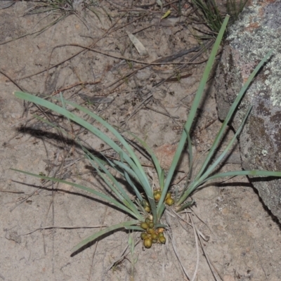 Lomandra bracteata (Small Matrush) at Conder, ACT - 30 Nov 2020 by MichaelBedingfield