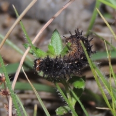 Junonia villida (Meadow Argus) at Tuggeranong Hill - 30 Nov 2020 by michaelb