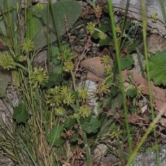 Hydrocotyle laxiflora (Stinking Pennywort) at Tuggeranong Hill - 30 Nov 2020 by michaelb