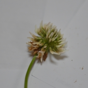 Trifolium repens at Majura, ACT - 24 Oct 2020