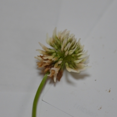 Trifolium repens (White Clover) at Majura, ACT - 24 Oct 2020 by natureguy