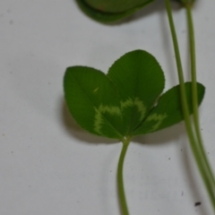 Trifolium repens at Majura, ACT - 24 Oct 2020