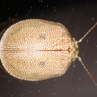 Paropsis atomaria (Eucalyptus leaf beetle) at Ainslie, ACT - 24 Jan 2021 by jbromilow50