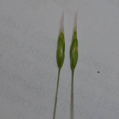 Bromus hordeaceus (A Soft Brome) at Sutton, NSW - 24 Oct 2020 by natureguy