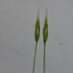 Bromus hordeaceus at Sutton, NSW - 24 Oct 2020