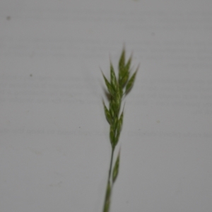 Bromus hordeaceus at Sutton, NSW - 24 Oct 2020