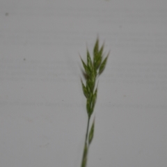 Bromus hordeaceus (A Soft Brome) at Sutton, NSW - 24 Oct 2020 by natureguy