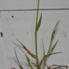 Bromus hordeaceus at Sutton, NSW - 24 Oct 2020