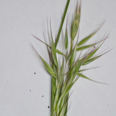 Rytidosperma (genus) (Wallaby Grass) at Sutton, NSW - 24 Oct 2020 by natureguy