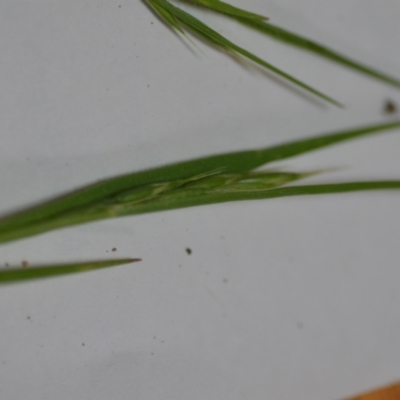 Unidentified Grass at Sutton, NSW - 24 Oct 2020 by natureguy