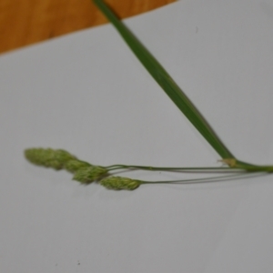 Dactylis glomerata at Sutton, NSW - 24 Oct 2020