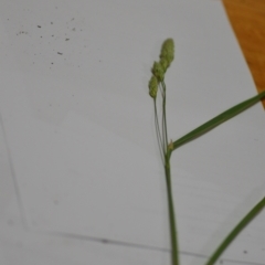 Dactylis glomerata at Sutton, NSW - 24 Oct 2020