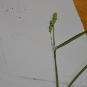 Dactylis glomerata at Sutton, NSW - 24 Oct 2020