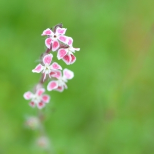 Silene gallica var. quinquevulnera at Wamboin, NSW - 29 Oct 2020 12:10 PM