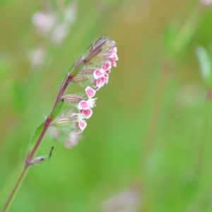 Silene gallica var. quinquevulnera at Wamboin, NSW - 29 Oct 2020 12:10 PM