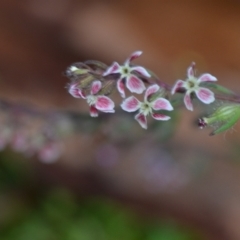 Silene gallica var. quinquevulnera at Wamboin, NSW - 29 Oct 2020 12:10 PM