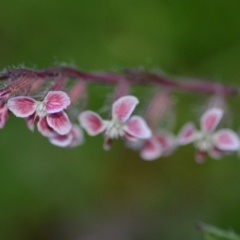 Silene gallica var. quinquevulnera at Wamboin, NSW - 29 Oct 2020 12:10 PM