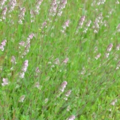 Silene gallica var. quinquevulnera at Wamboin, NSW - 29 Oct 2020 12:10 PM