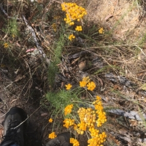 Chrysocephalum semipapposum at Majura, ACT - 17 Jan 2021