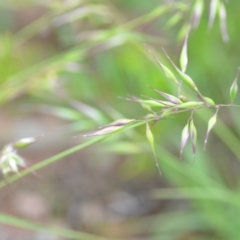 Rytidosperma sp. (Wallaby Grass) at Wamboin, NSW - 29 Oct 2020 by natureguy