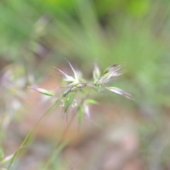 Rytidosperma sp. at Wamboin, NSW - 29 Oct 2020