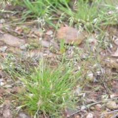 Rytidosperma sp. at Wamboin, NSW - 29 Oct 2020