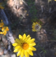 Xerochrysum viscosum (Sticky Everlasting) at Majura, ACT - 17 Jan 2021 by alexwatt