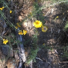 Xerochrysum viscosum at Majura, ACT - 17 Jan 2021