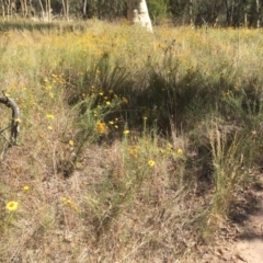 Xerochrysum viscosum at Majura, ACT - 17 Jan 2021 03:57 PM