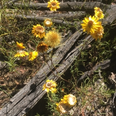 Xerochrysum viscosum (Sticky Everlasting) at Ainslie, ACT - 17 Jan 2021 by alexwatt