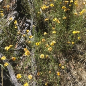 Xerochrysum viscosum at Ainslie, ACT - 17 Jan 2021