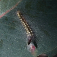 Uraba lugens (Gumleaf Skeletonizer) at Dryandra St Woodland - 20 Jan 2021 by ConBoekel