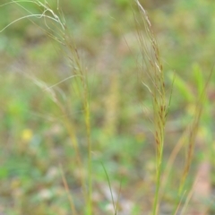 Austrostipa scabra (Corkscrew Grass) at Wamboin, NSW - 29 Oct 2020 by natureguy