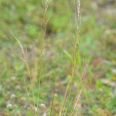 Austrostipa scabra at Wamboin, NSW - 29 Oct 2020