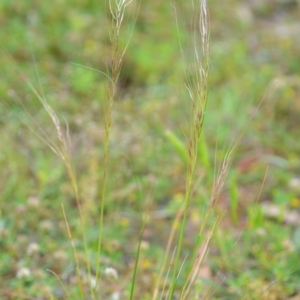 Austrostipa scabra at Wamboin, NSW - 29 Oct 2020